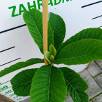 Mišpuľa japonská (Eriobotrya japonica) - výška 80-110 cm, kont. C5L (-12°C) - NA KMIENKU